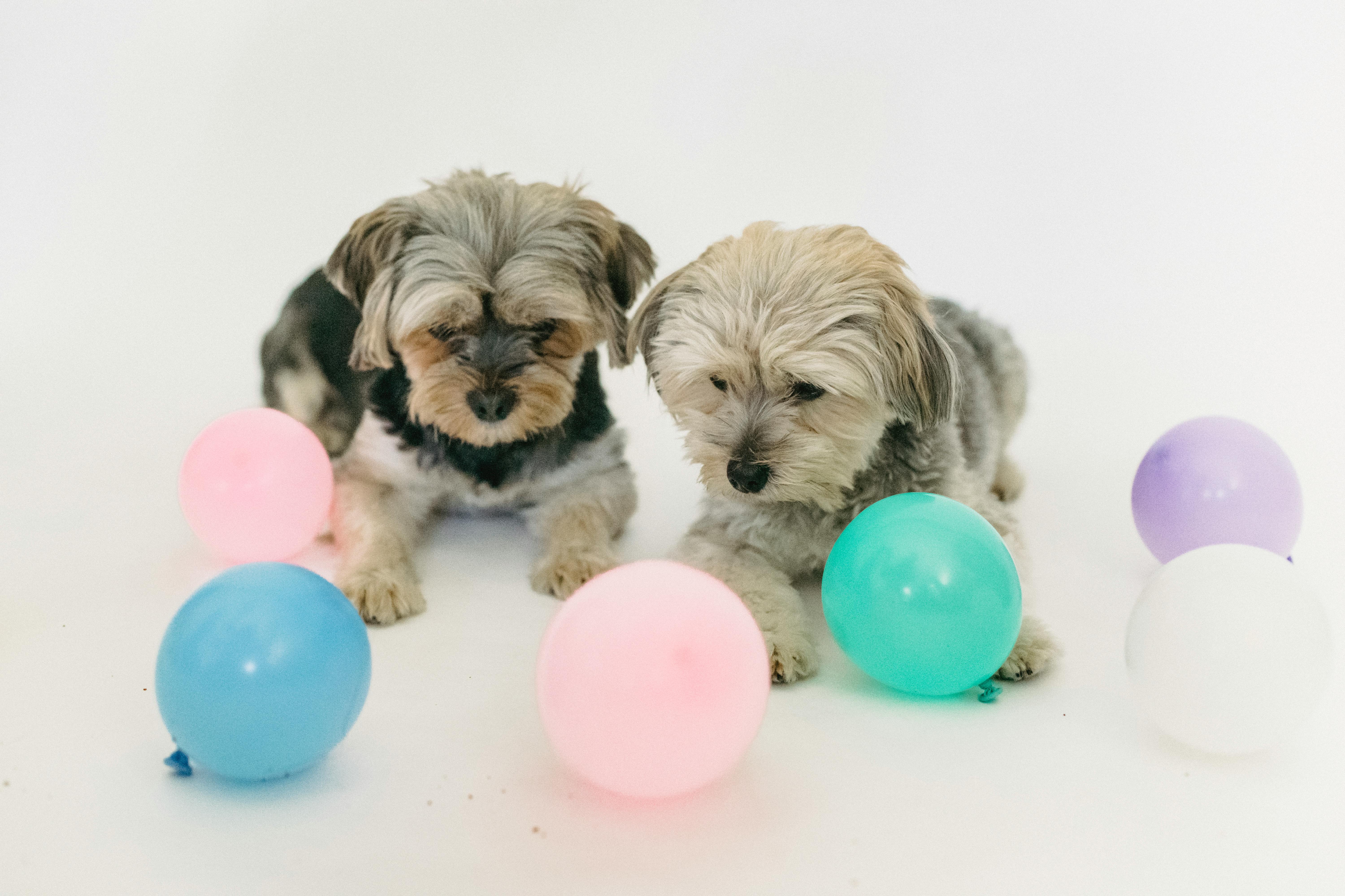 pexels-sam-lion-5732487