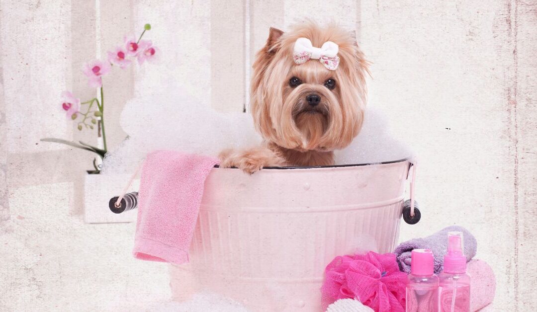 The Ultimate Guide to Keeping Your Home Clean and Hygienic with Pets