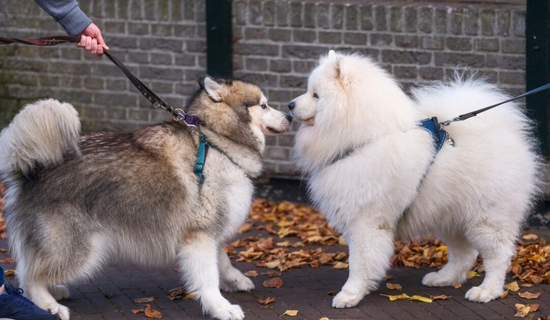 How to Choose the Best Leashes, Collars, and Outdoor Gear for Your Pet