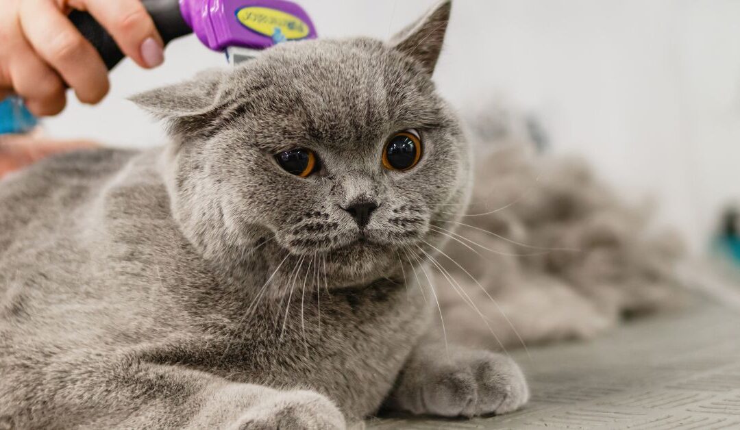 Essential Pet Grooming Products and Tips for Healthy, Happy Pets