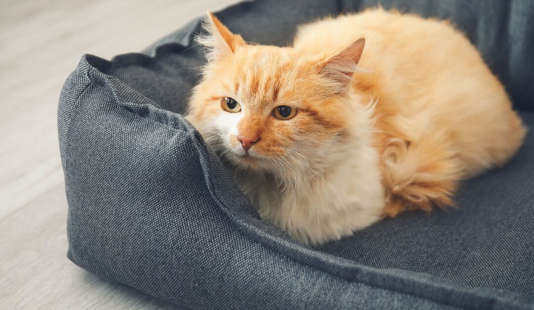 The Ultimate Guide to Creating a Cozy Pet Sanctuary at Home