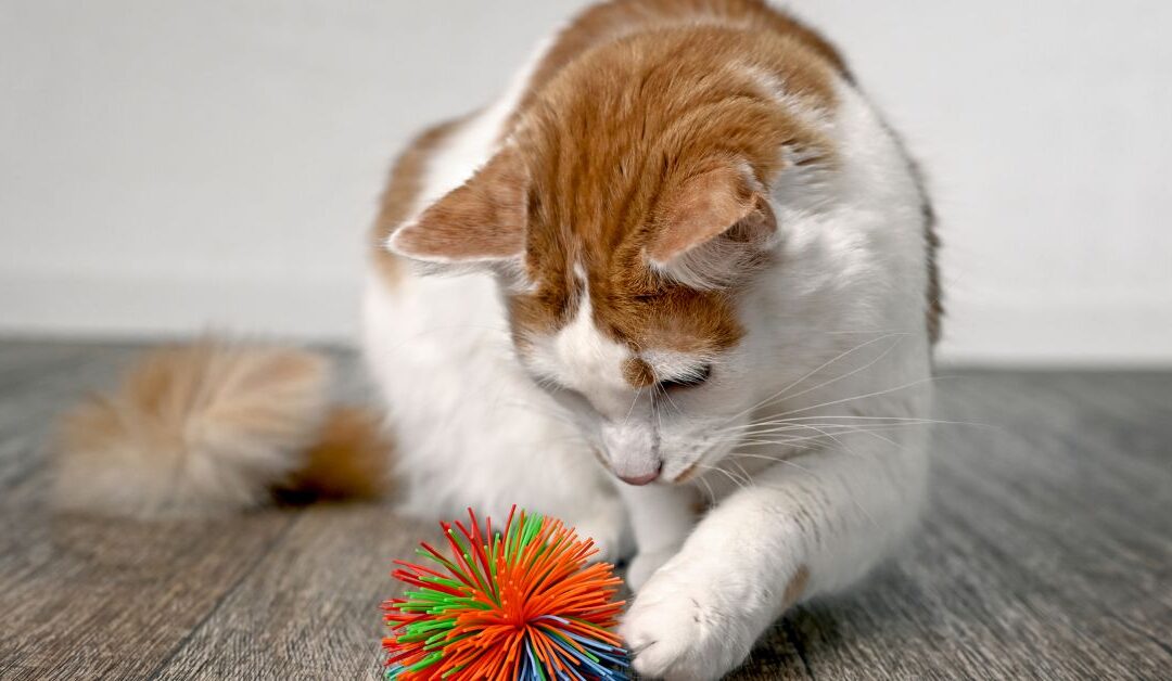 The Ultimate Guide to Choosing Interactive Pet Toys for a Happier, Healthier Pet